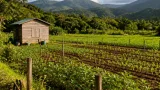 Au Morne-Rouge, les exploitants de Providence contestent la vente des terres